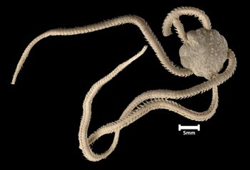 Media type: image;   Invertebrate Zoology OPH-3168 Aspect: dorsal